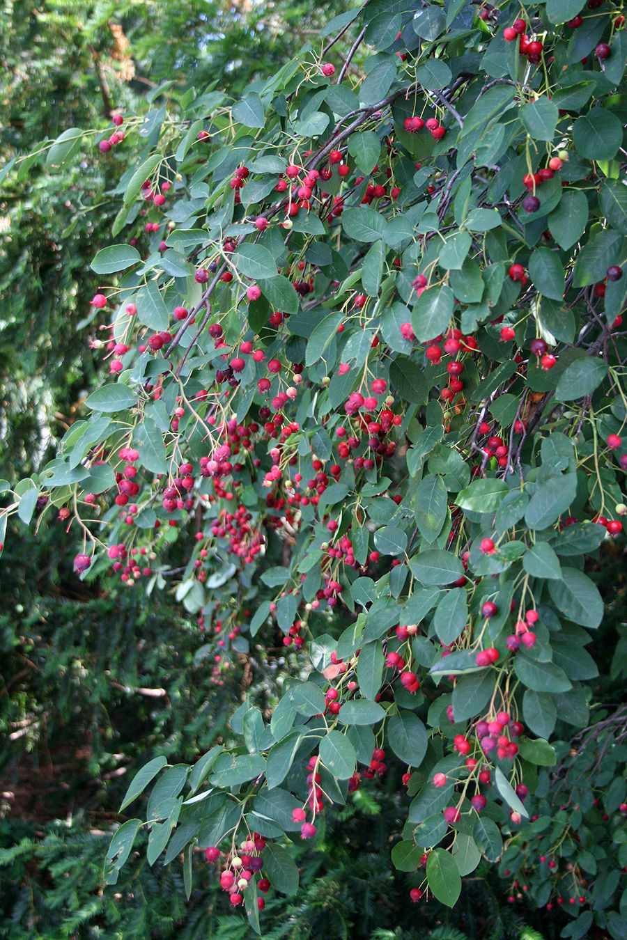 Juneberry, Downy